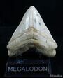 Wide Inch Megalodon Tooth- Bakersfield!!! #2542-2